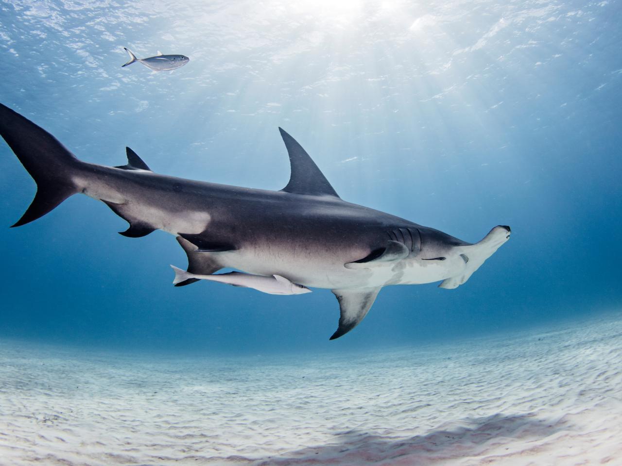 Interesting Facts About Hammerhead Sharks