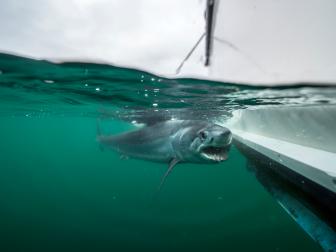 Swimming with Mako sharks in Rhode Island, USA.
