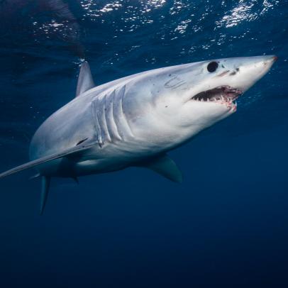 Shark Week: The Podcast - Eli Roth on Shark Killing Tournaments