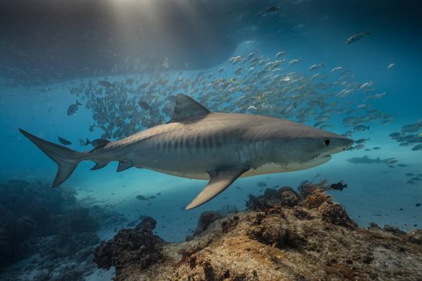 Interesting Facts About Tiger Sharks, The Latest Shark Week 2023 News on  Discovery
