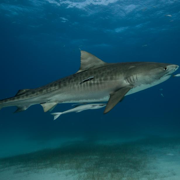 Tiger shark under sea in Bahamas.