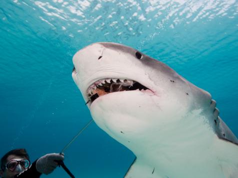 Shark Week: The Podcast - Do Scientists Need to Kill Sharks?