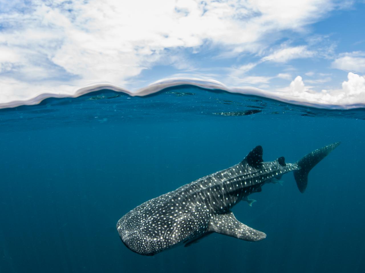 Whale Shark with Pilot Fish in the Caribbean - Tyler Stableford