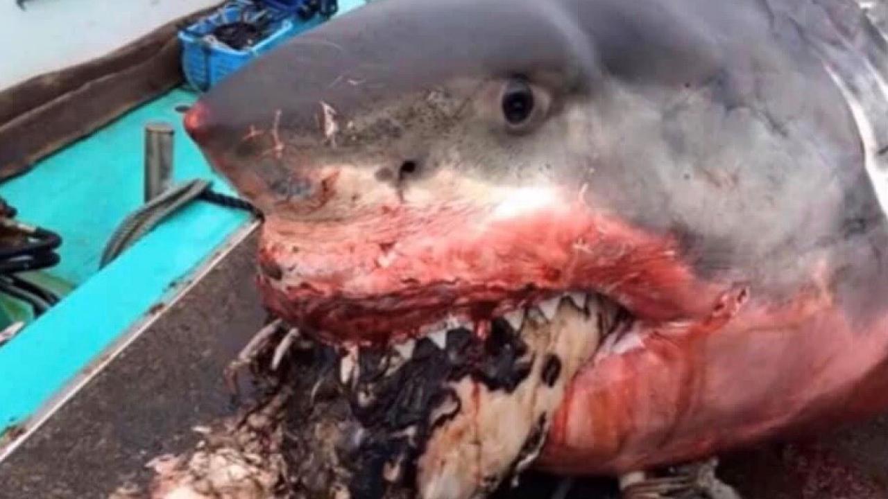 What Caused the Death of Great White Found With Sea Turtle Stuck In Mouth?, Nature and Wildlife