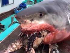 Shark scientist Dr. Neil Hammerschlag debunks news of Great White dying from choking on a sea turtle.