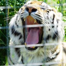 A tiger rescued from Joe Exotic’s GW Zoo takes a big yawn as he lounges in the sun.