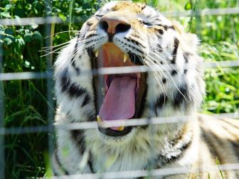 A tiger rescued from Joe Exotic’s GW Zoo takes a big yawn as he lounges in the sun.