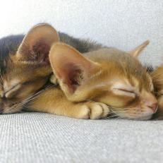 Two Abyssinian kittens sleeping on each other.