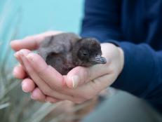 One-month-old chicks join zoo's growing little penguin colony