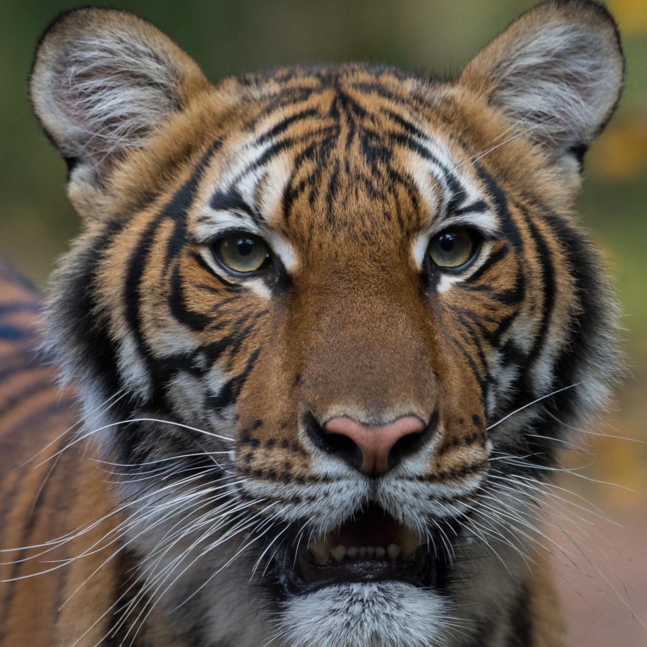 Our Animals - Bronx Zoo