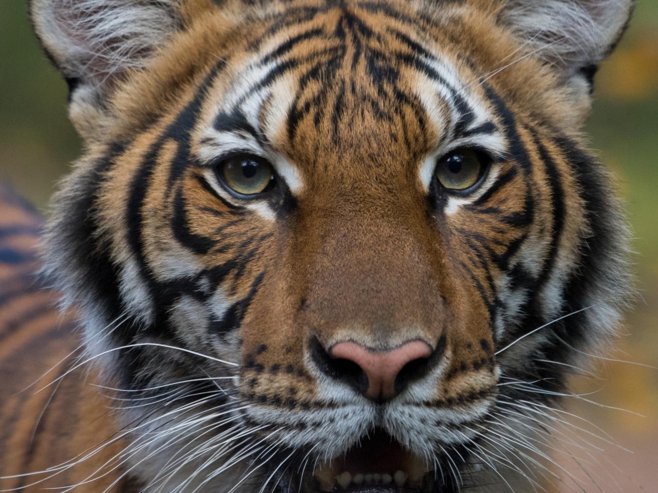 Tiger - 3D Elements - Photography, Animals, Birds, & Fish, Wild