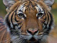 Nadia, as seen on Animal Planet’s THE ZOO, has tested positive for the novel coronavirus along with six other large cats—all are expected to recover, according to zoo officials.
