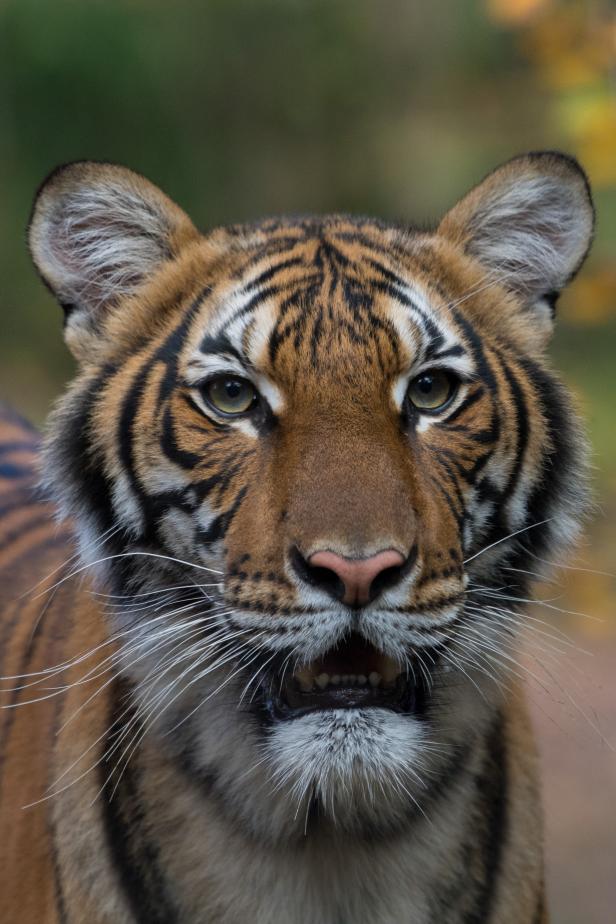 Mexican animal shelter names newborn Bengal tiger cub Covid after the  deadly global disease