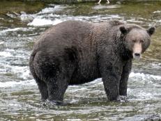 It's time for the bears to pack on the salmon and prepare for winter hibernation, but first they must compete in a battle of the fattest: Fat Bear Week.