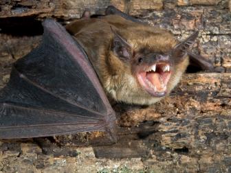 Big brown bat (Eptesicus fuscus) at the roost.