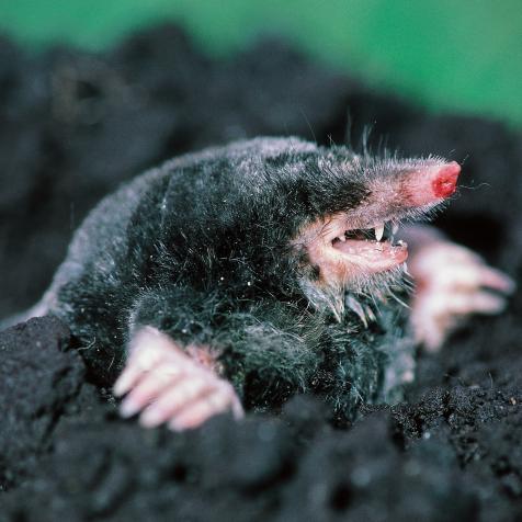 UNSPECIFIED - FEBRUARY 17: European mole (Talpa europaea), Talpidae. (Photo by DeAgostini/Getty Images)