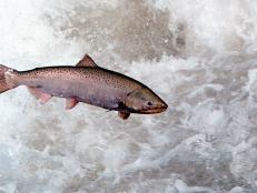 There's something fishy about the upcoming release of bioengineered salmon.