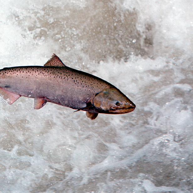 390122 04: A Chinook Salmon Leaps Through White Water May 17, 2001 In The Rapid River In Idaho As It Attempts To Clear A Migration Barrier Dam. Ideal Stream And Ocean Conditions Over The Past Two Years Have Resulted In A Record Number Of Chinook Returning To Their Spawning Grounds This Year.  (Photo By Bill Schaefer/Getty Images)