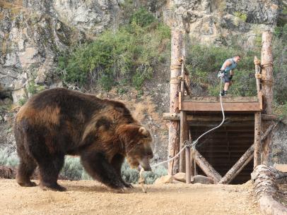 Man Vs Bear is a New Competition Show on Discovery & It's Like Nothing  You've Seen Before | Man Vs Bear | Discovery