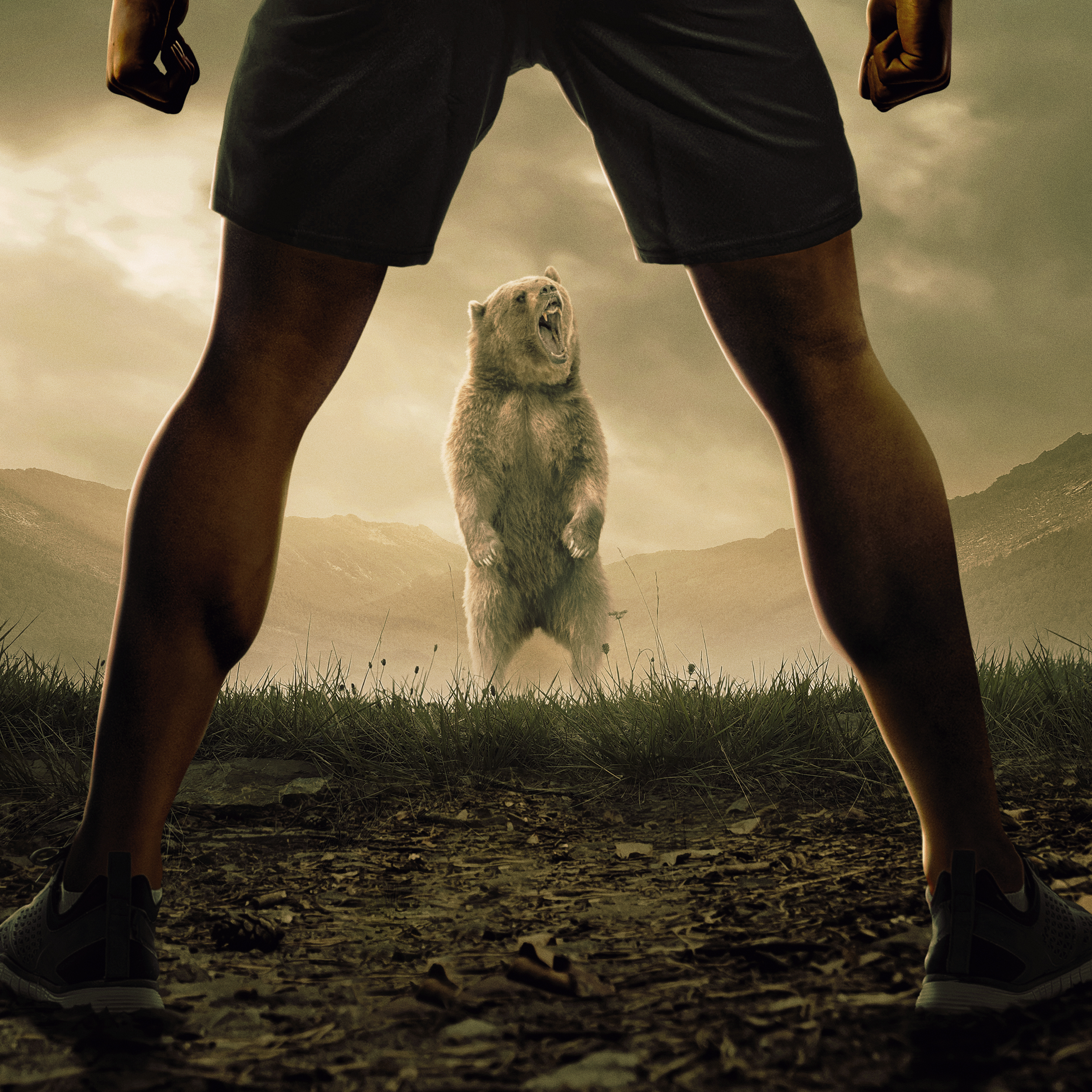 bear vs macjournal bear vs macjournal