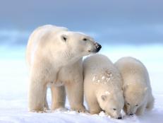 Etats Unis , Alaska , Refuge faunique national arctique , Kaktovik , ours polaire ( Ursus maritimus ), femelle et deux petits de l'annÃ©e. (Photo by Sylvain CORDIER/Gamma-Rapho via Getty Images)