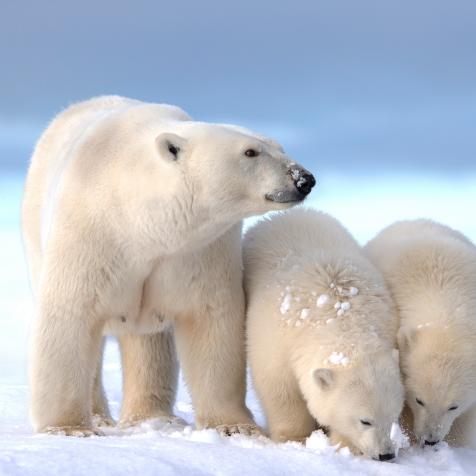 Etats Unis , Alaska , Refuge faunique national arctique , Kaktovik , ours polaire ( Ursus maritimus ), femelle et deux petits de l'annÃ©e. (Photo by Sylvain CORDIER/Gamma-Rapho via Getty Images)