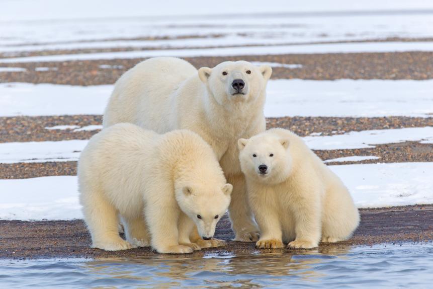Refuge faunique national arctique, Kaktovik, ours polaire (Ursus maritimus), femelle et deux petits de l'annÃ©e. (Photo by Sylvain CORDIER/Gamma-Rapho via Getty Images)