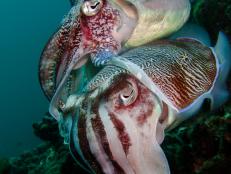 Learn about cuttlefish at Discovery.com