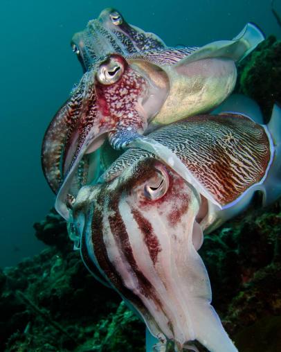 Some Male Cuttlefish Cross Dress To Woo The Ladies Nature And Wildlife Discovery