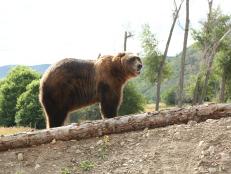 Grizzly Mountain is home to three of the strongest, fastest, and smartest bears: Bart, Honey Bump and Tank. Each bear has their own unique strength against each human challenger. Find out which bear you’d stack up against in the Man Vs Bear challenge.