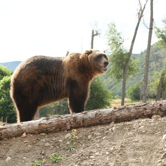 Big bear eats - nude photos