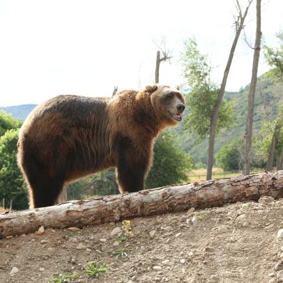 Man Vs Bear Discovery