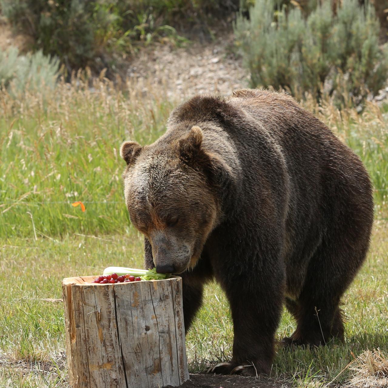 Wolves and Bears Are Being Returned to a Rare Patch of Ancient Woodland in  Britain, Smart News