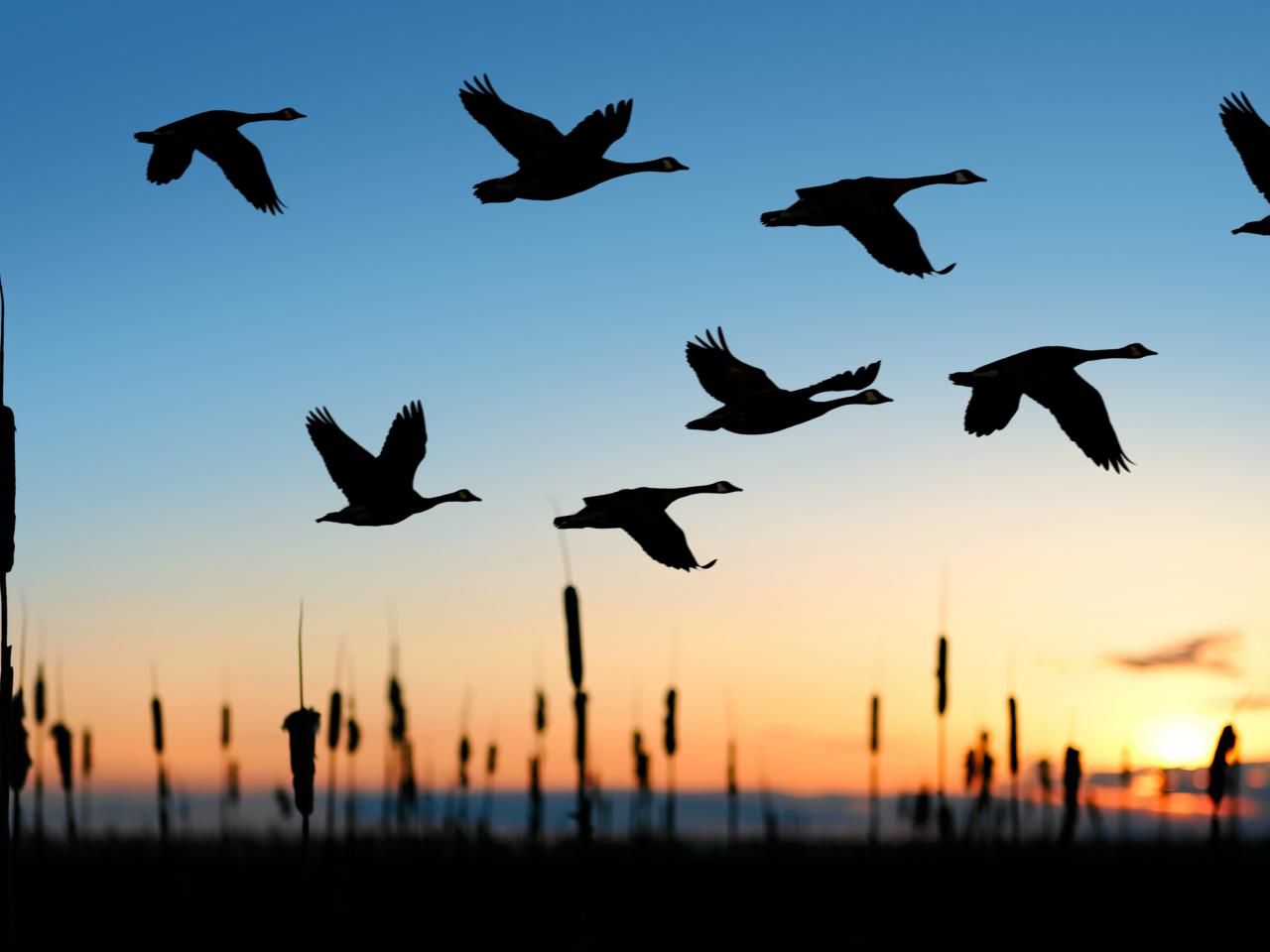 Capture winter flocks in flight, Birds