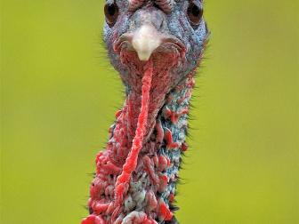 Wild turkey head shot, with a look of alertness and curiosity looking at camera
