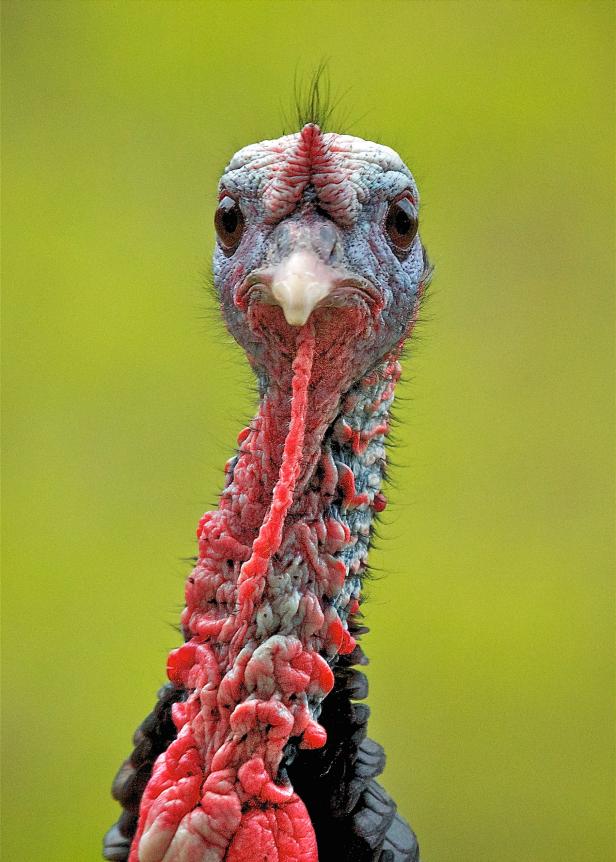 4 Fun Facts About Wild Turkeys You Probably Didn't Know | Nature and  Wildlife | Discovery