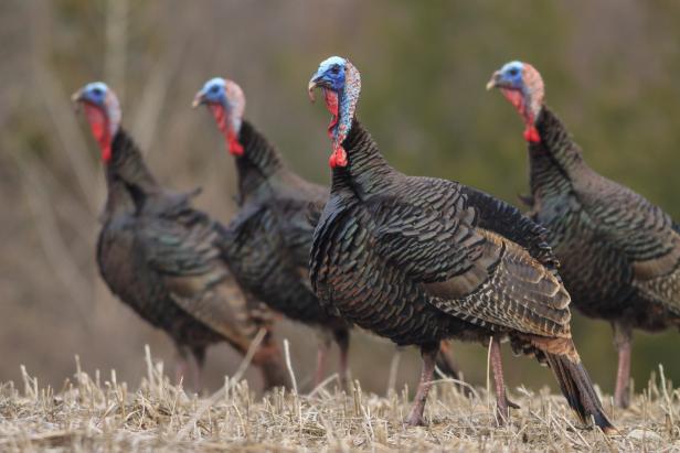 4 Fun Facts About Wild Turkeys You Probably Didn't Know | Nature and  Wildlife | Discovery