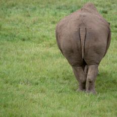 The backside of a rhino standing on the grass
