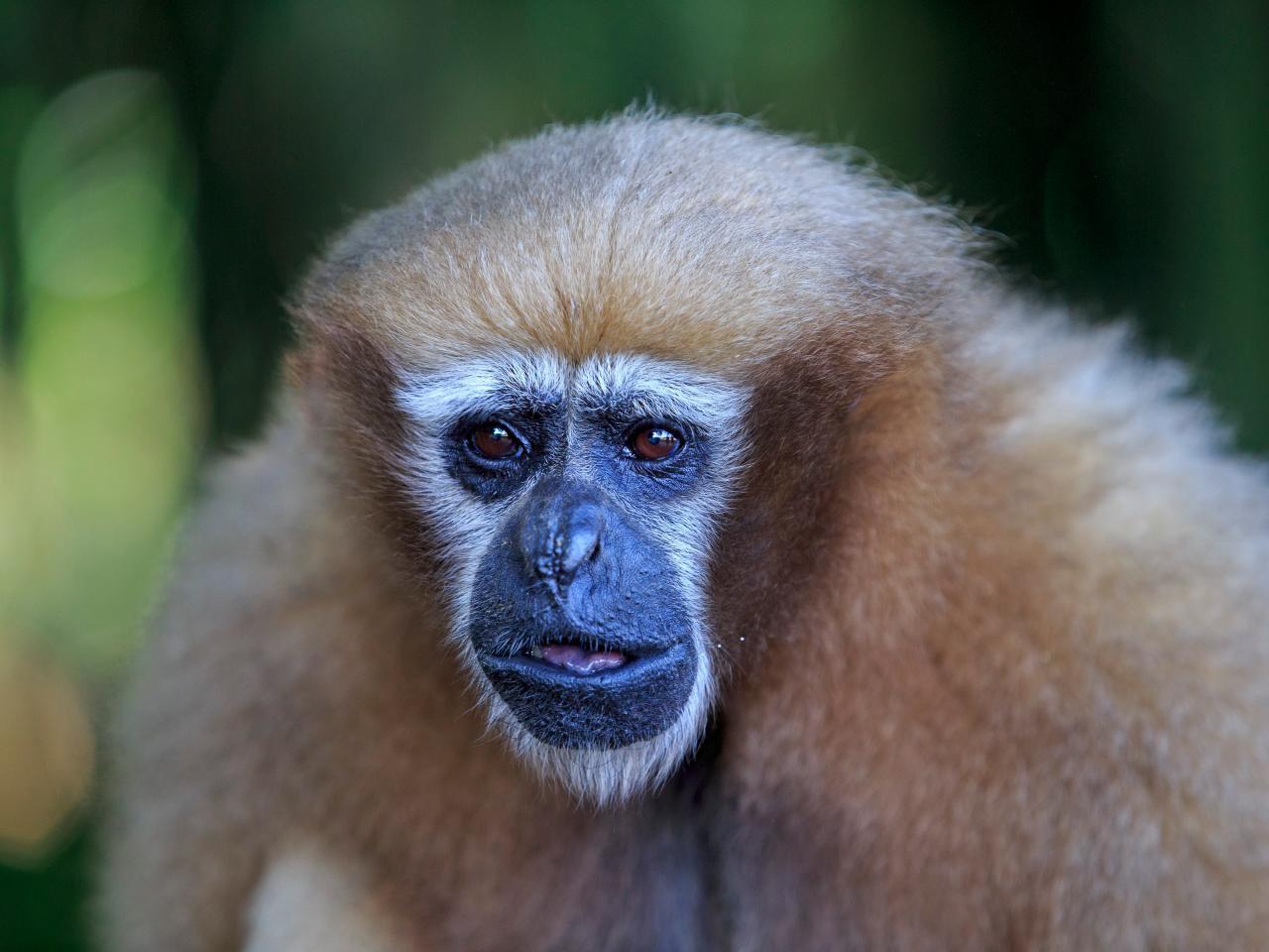 Saving the World's Gibbons Monkeys, Nature and Wildlife