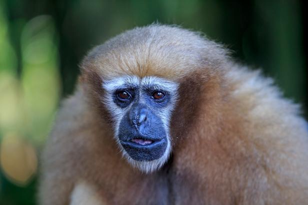 Saving the World's Gibbons Monkeys | Nature and Wildlife | Discovery