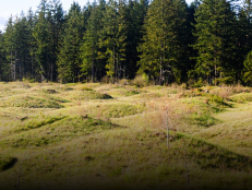There's a strange sight called the Mima Mounds that stretches for hundreds of miles. But nobody knows what caused them. Learn more about this mysterious place in Washington.