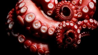 Octopus Arms Have Minds of Their Own | Latest Science News and Articles |  Discovery
