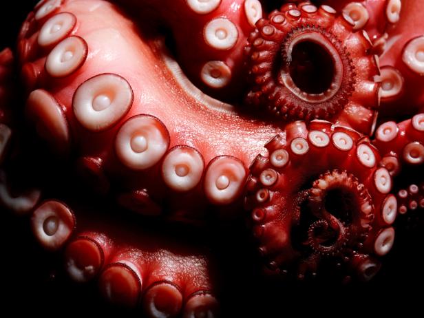 Octopus Arms Have Minds of Their Own | Latest Science News and Articles ...