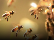 Learn more about the secret language of bees on Discovery.com.