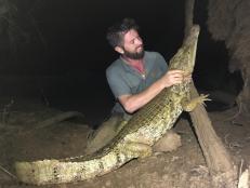 The believed-extinct Rio Apaporis caiman (Caiman crocodilus apaporiensis) has been captured by Forrest Galante, wildlife biologist and host of Animal Planet’s EXTINCT OR ALIVE, and team, making history once again.