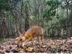 First-ever photos and footage of the silver-backed chevrotain, tiny deer-like creatures, have been photographed in Vietnam after an intense search.