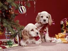 The holiday season is a wonderful time to be had by ever single member of the family, whether they walk on two legs or four. Here are some holiday pet safety tips to make sure you spend the holidays celebrating at home and not at the vet!