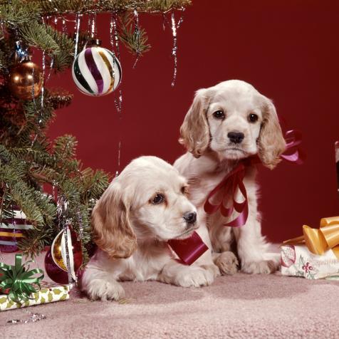 1960s TWO COCKER SPANIEL PUPPY PRESENTS SITTING UNDER CHRISTMAS TREE  (Photo by H. Armstrong Roberts/ClassicStock/Getty Images)