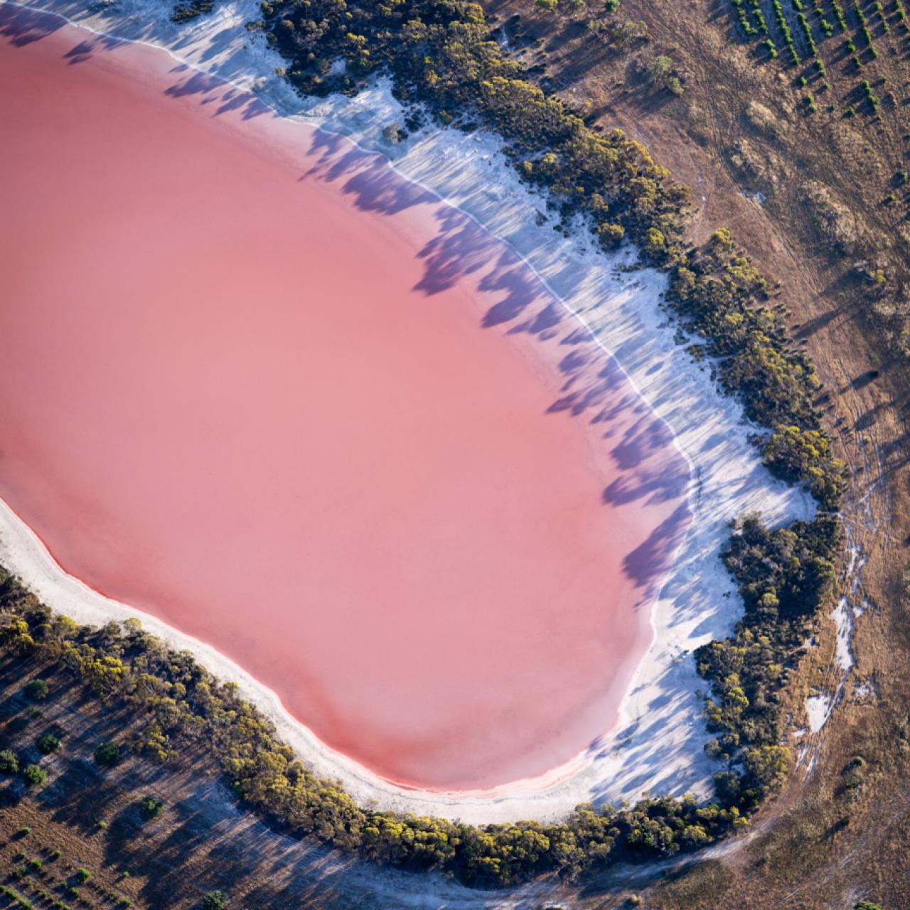 Discovery Why Australia Has Bubblegum Pink Lakes, Latest Science News and  Articles