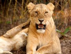 Gir National Park is the last place on earth where the Asiatic lion exists in the wild.